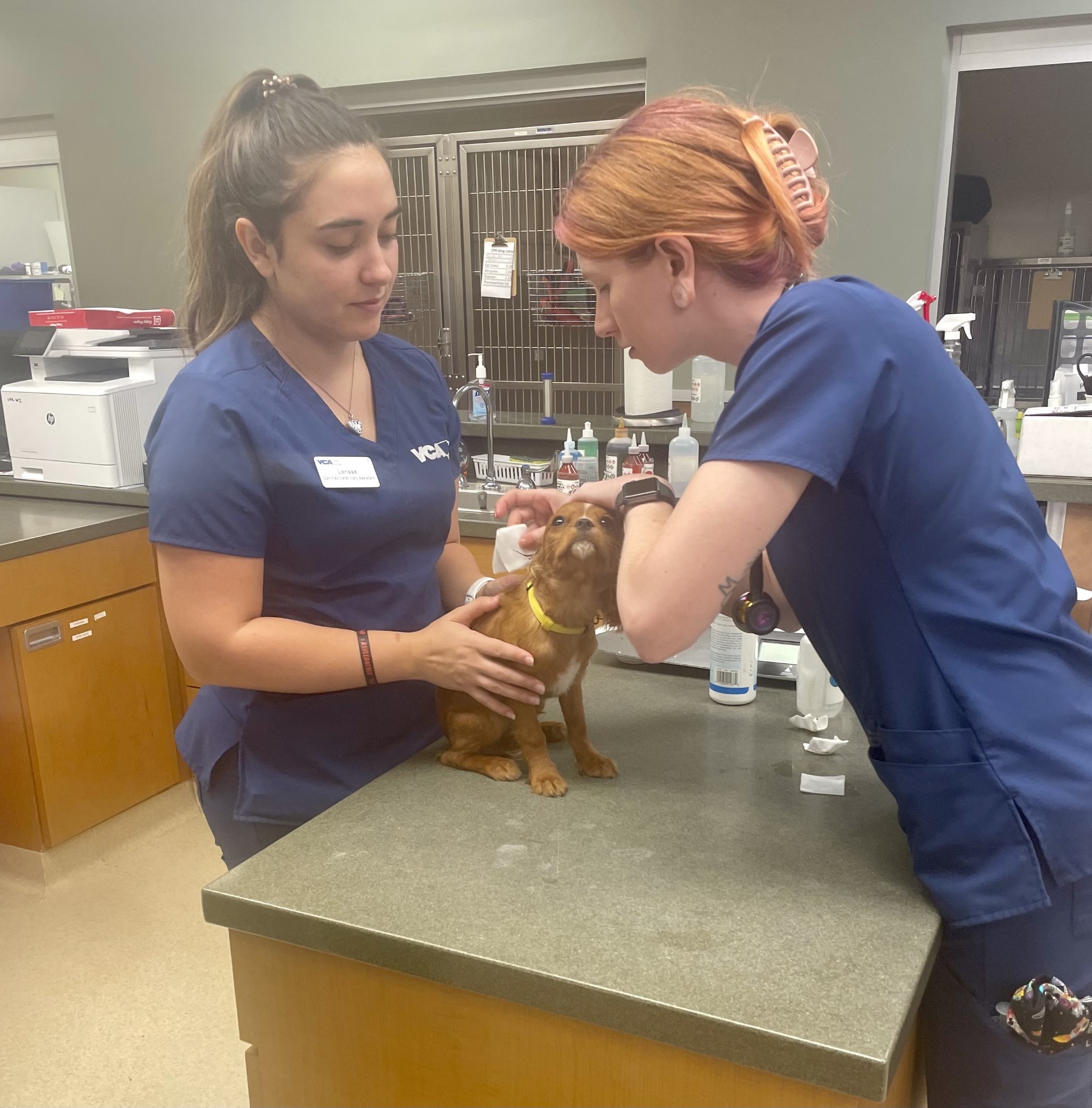 Image 4 | VCA Companion Animal Medical Center