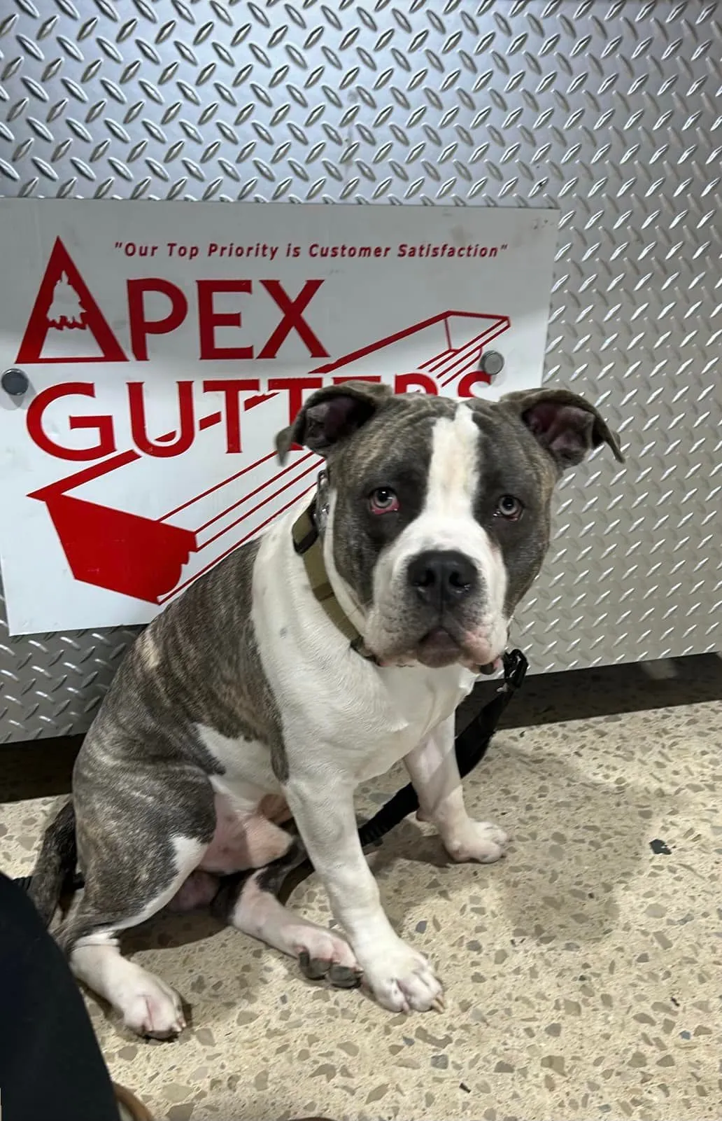 Apex Gutters Mascot