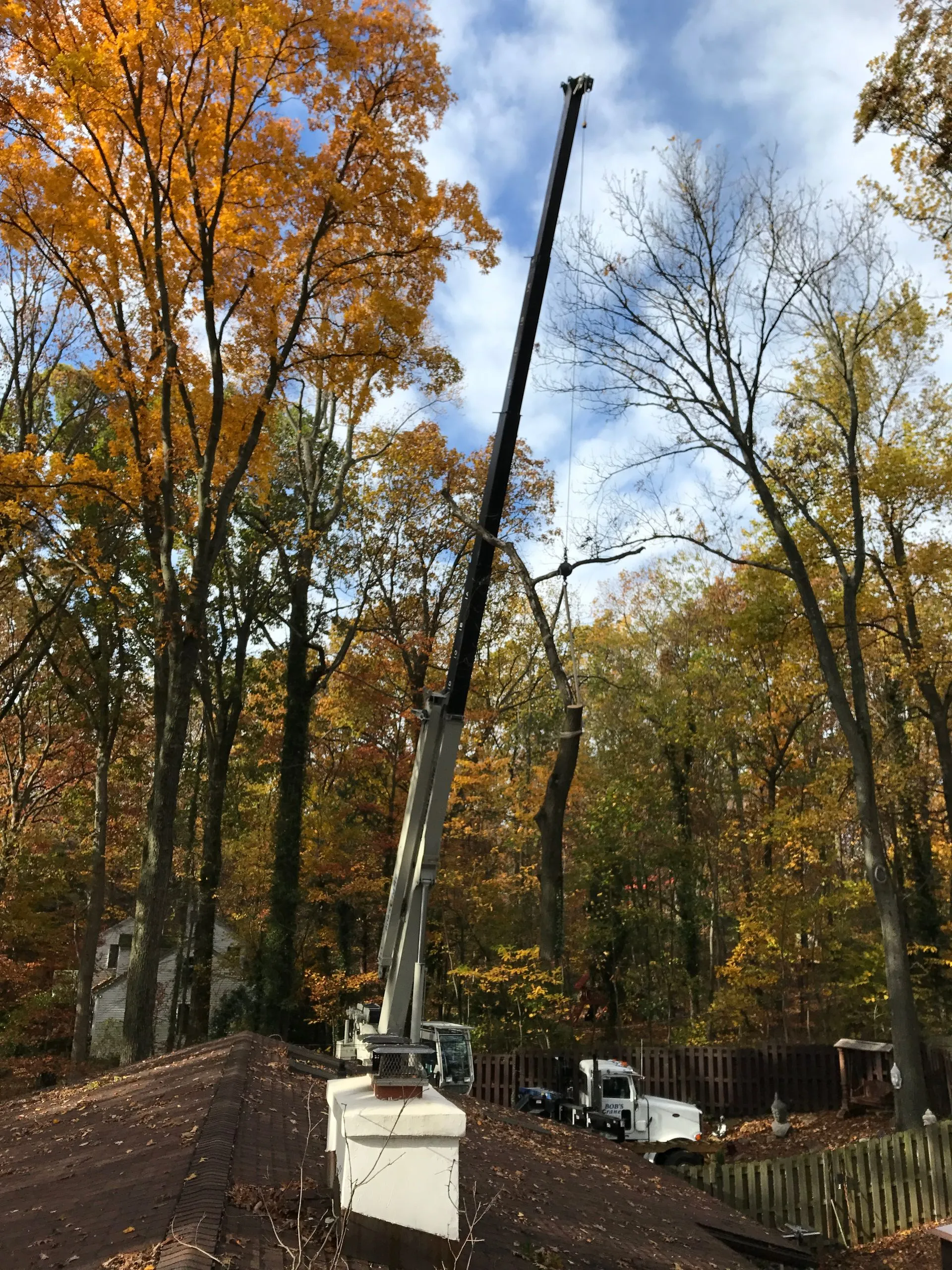 Malvern Tree Service Image