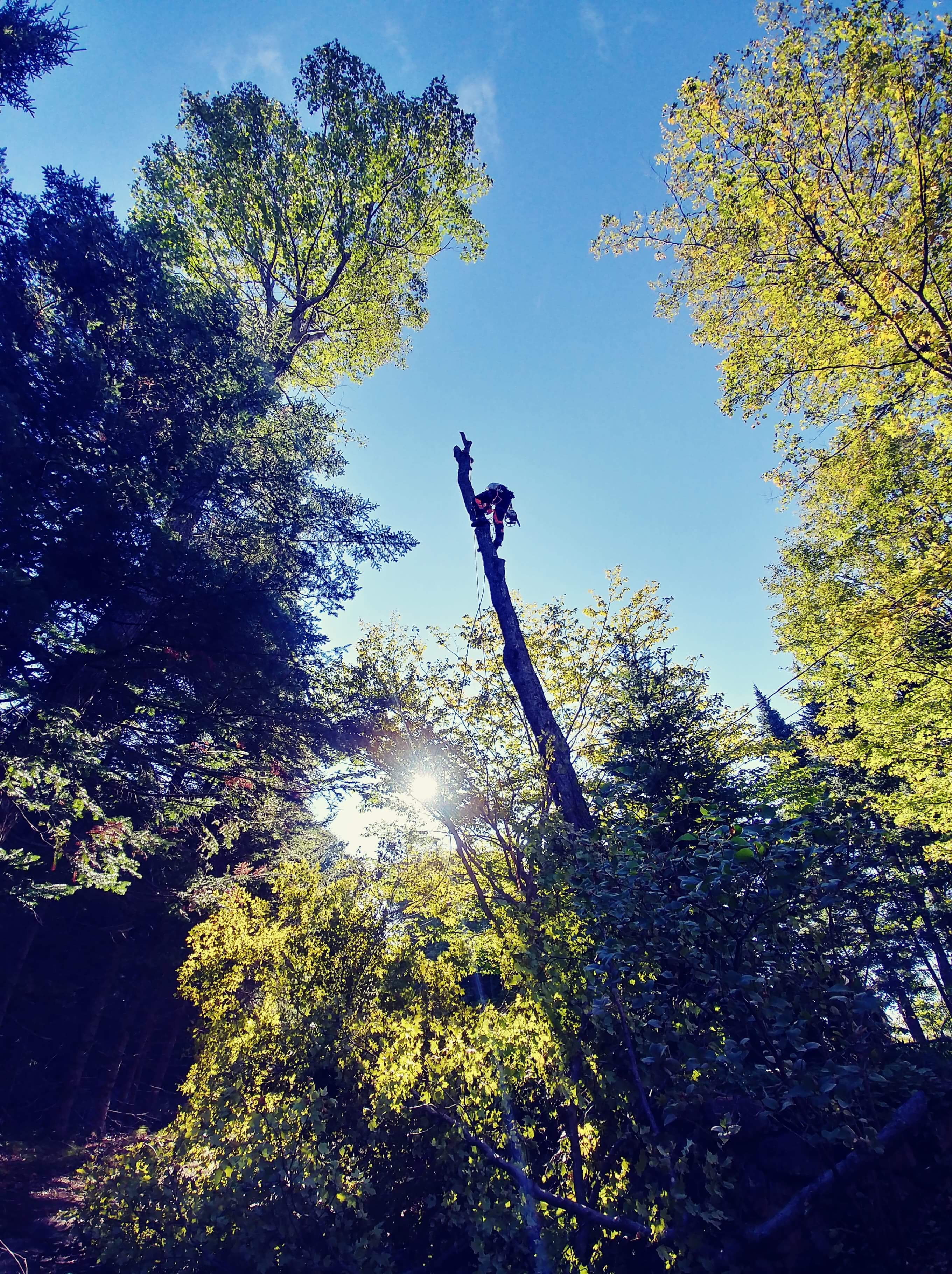 Images Élagage Frère d'Arbres