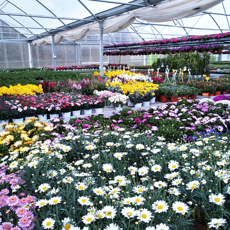 Images Vivaio Cerretani Roberto