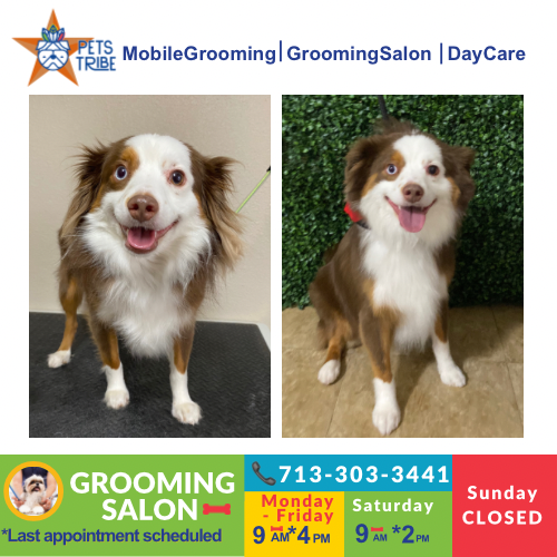 Images Dog Grooming, Salon and Daycare - Pets Tribe Tx