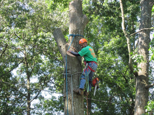Images Real Tree-Tree Service