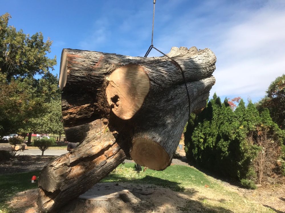 Tree Crane Service Boise & Meridian, ID | Large Tree Removal Experts
