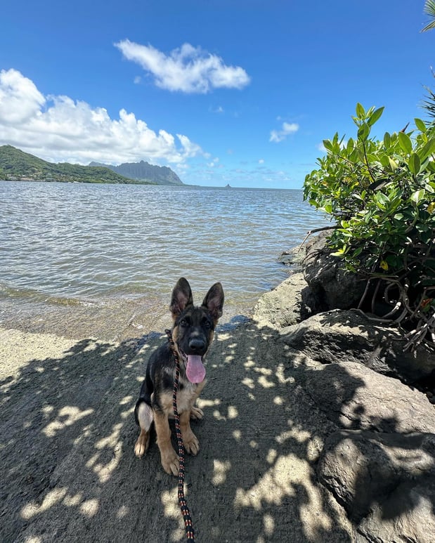 Images Alpha K-9 Dog Training