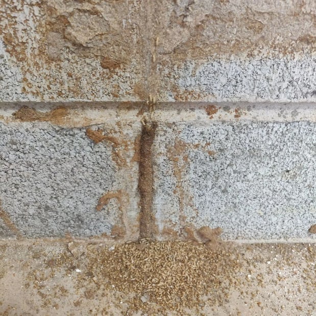 Images Goose Pest Control