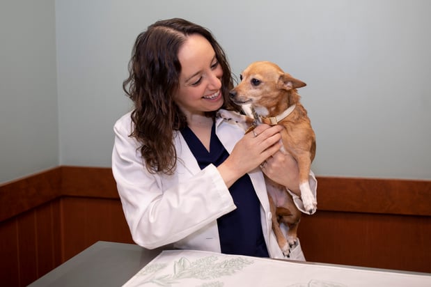 Images VCA Cairo Animal Hospital