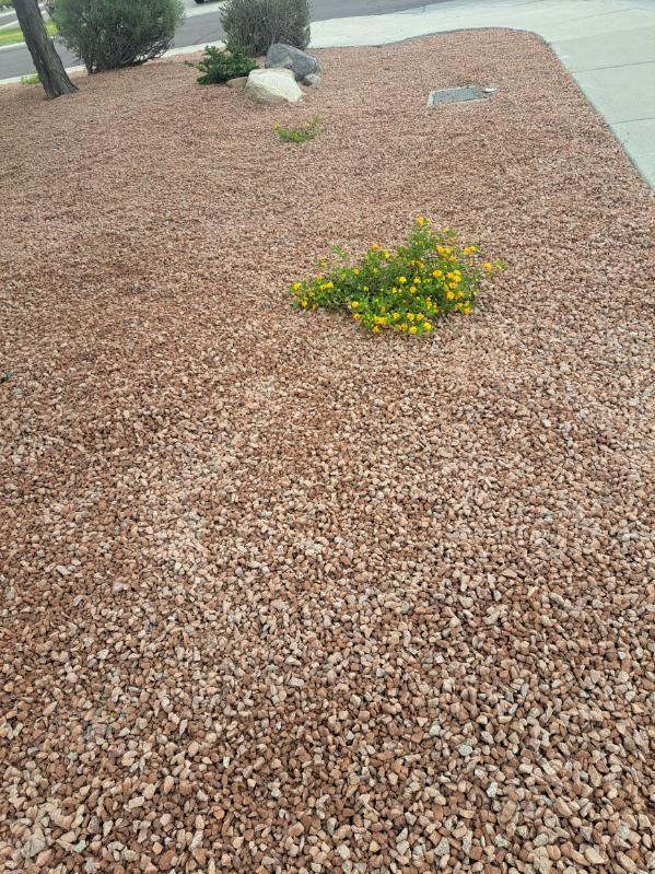 Images Desert Agave Landscaping, LLC