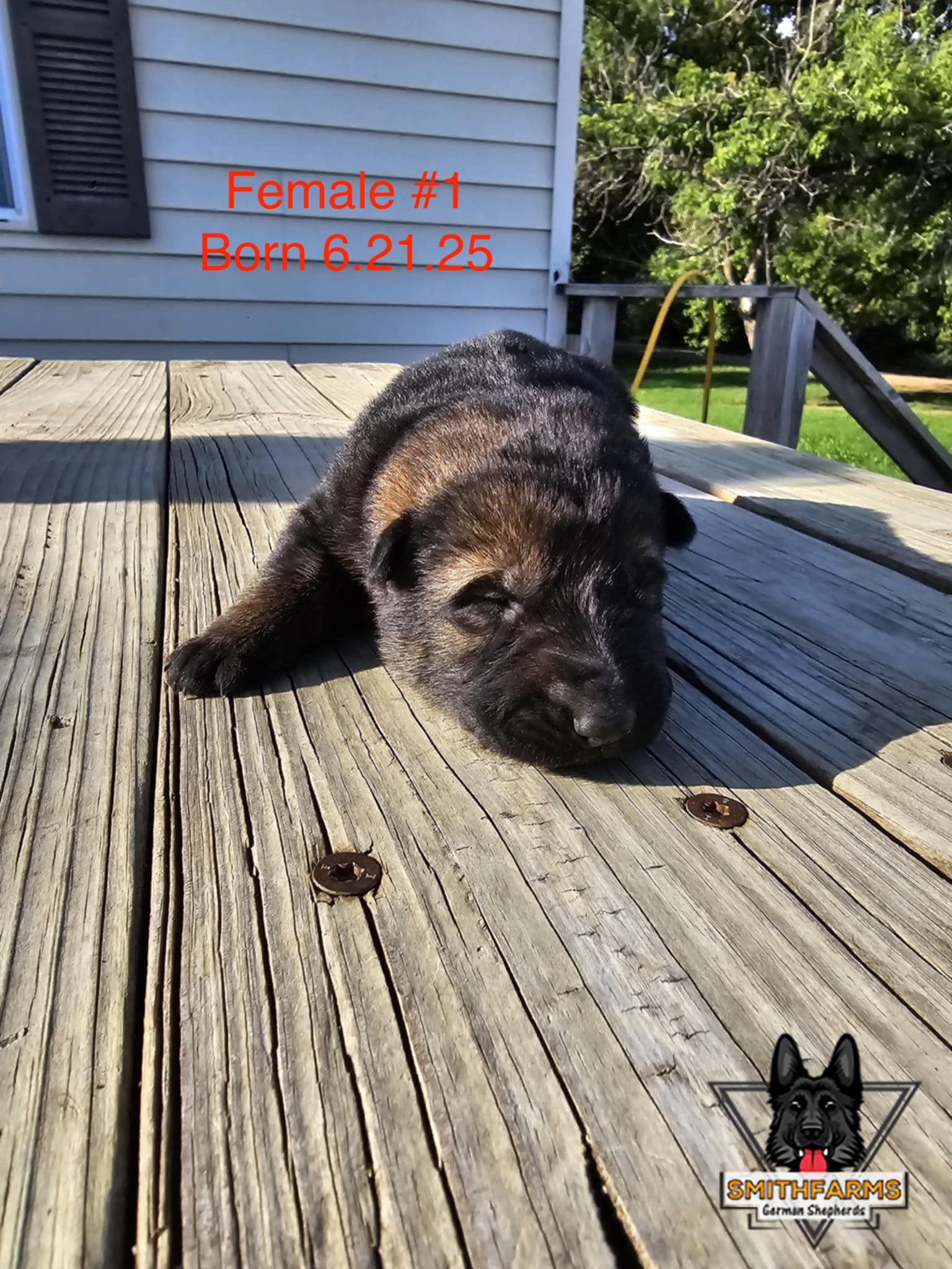 SmithFarms German Shepherds Image