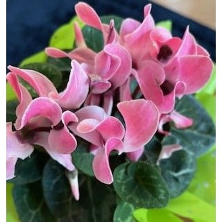 Dipl.Psych. Christine Temme Psychologische Praxis  