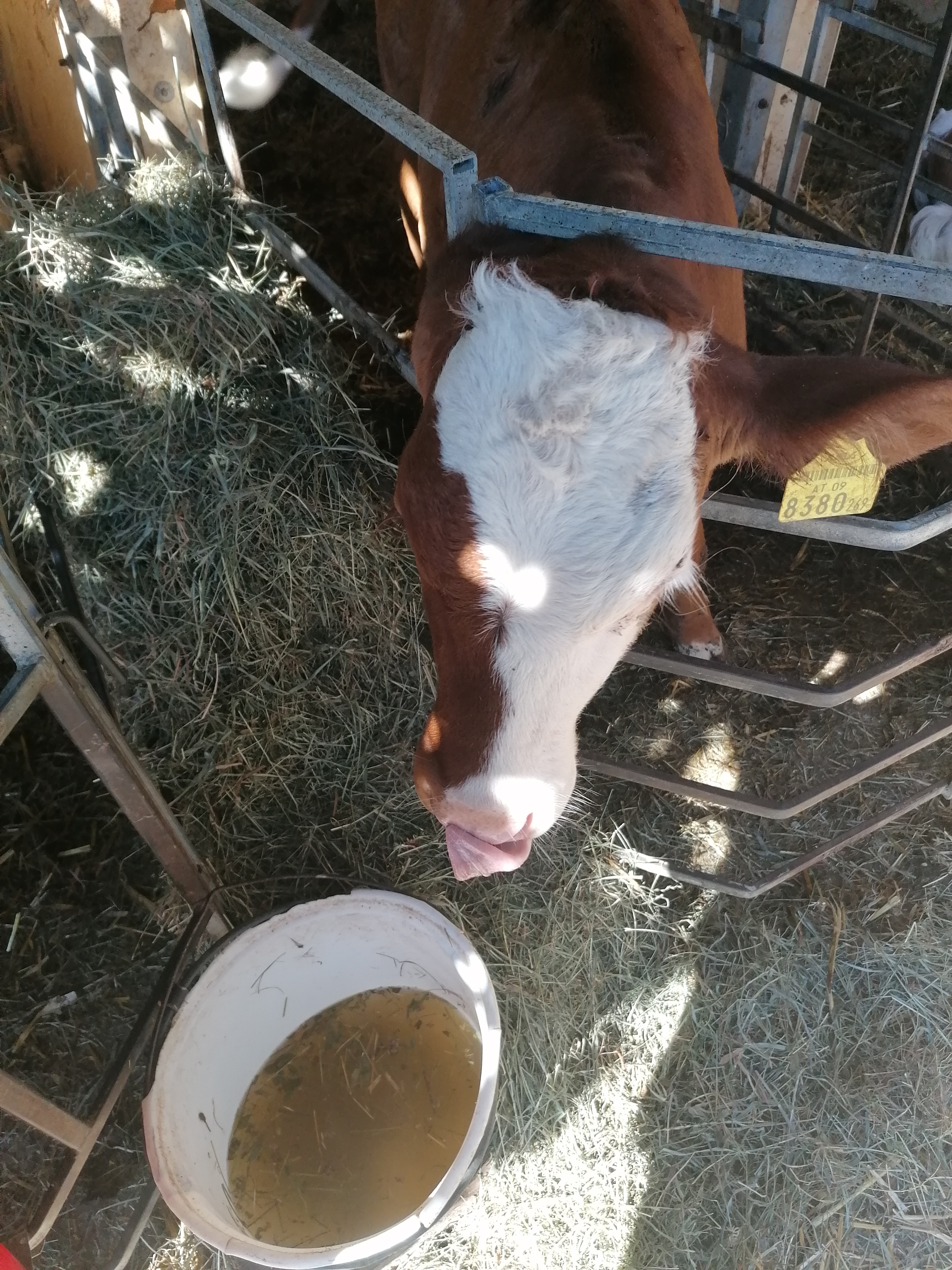 TGZ-Tiergesundheitszentrum GmbH Dr.med.vet. Birgit Dastig, Ragnitz 105 in Ragnitz