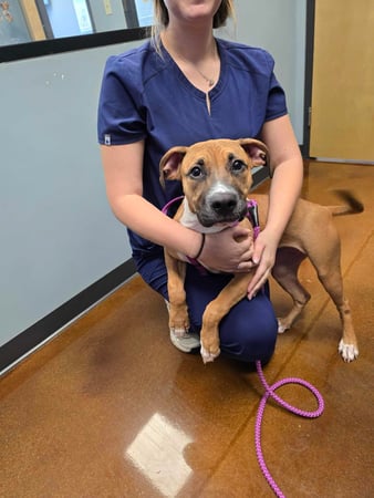 Images PetWellClinic - Emory Rd