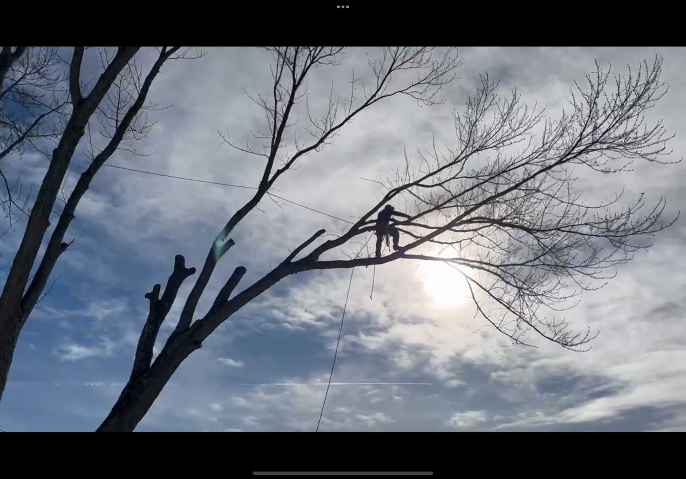 A silhouette of a tree trimmer using ropes to ascend a bare tree against a bright sky with clouds.
