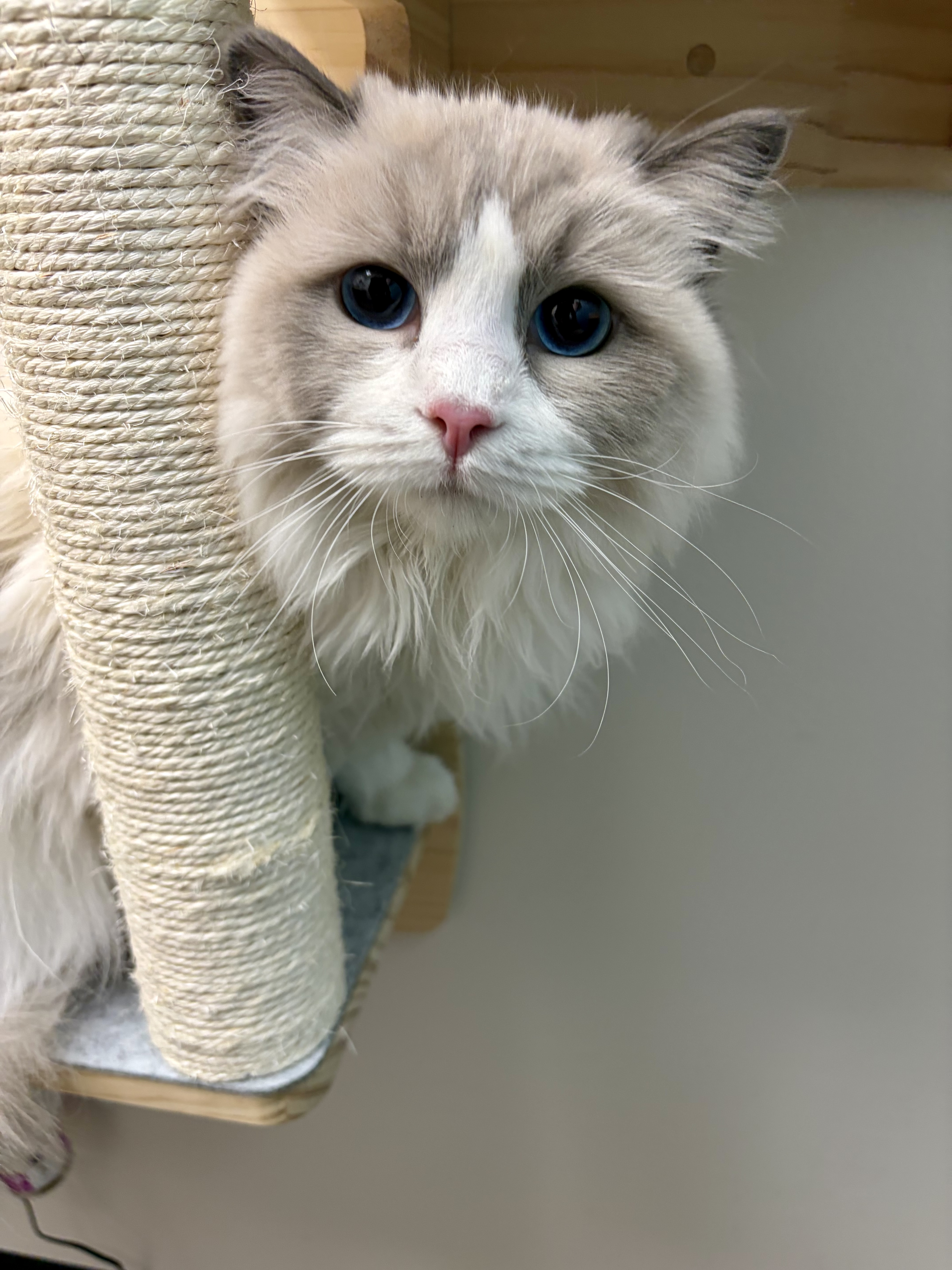 A furry cat client at CiyVet | Carmel