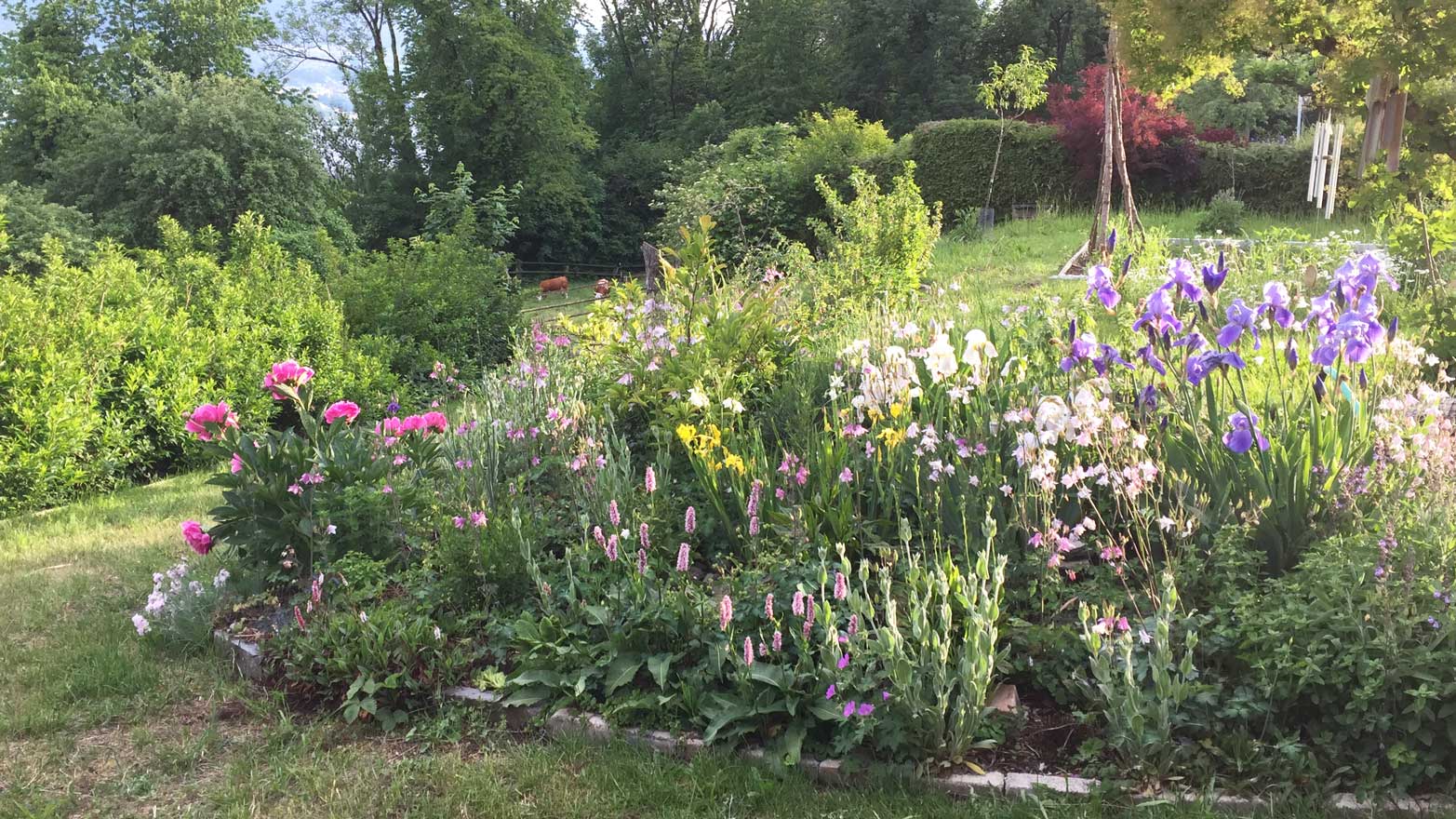 Bilder Wildblumendienst