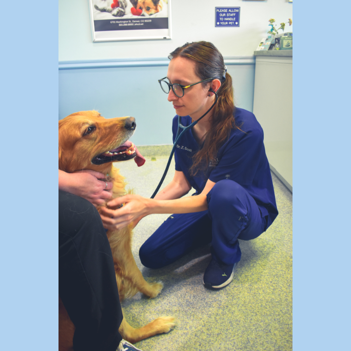 Pet exam at Animal Health Care Denver