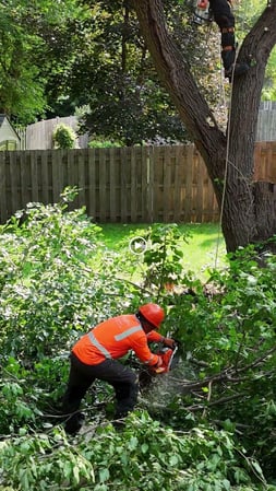 Images Gabriel's Tree Care Company Inc