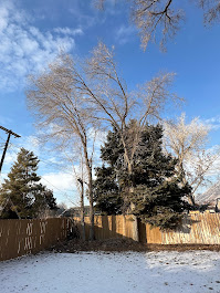 FILI Tree Expert & Landscaping LLC Image