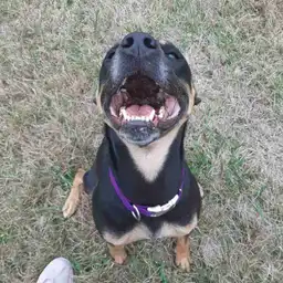 Sniffspot Yolistone Image