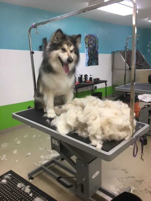 Images Aly Jane's Pretty Pup Salon