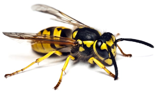 Images Century Termite and Pest