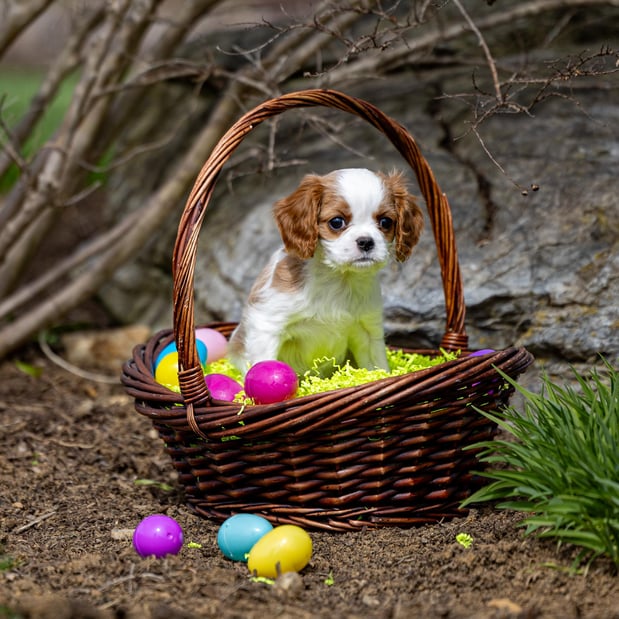 Images Judy's Cavaliers