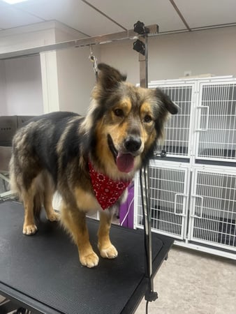 Images Megnificent Pet Grooming