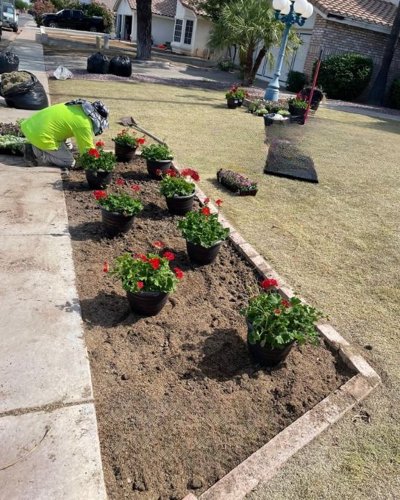 A landscaper is planting red geraniums in a bordered flowerbed on a lawn, preparing a garden area for beautification.