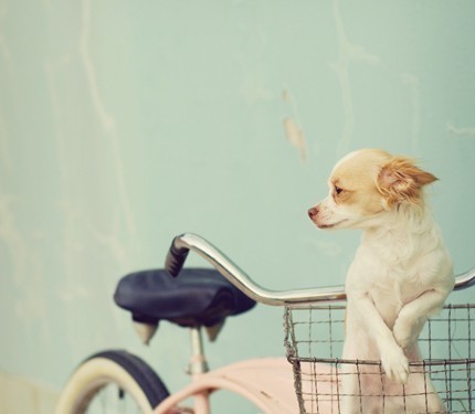 MY DOG COMPANY GmbH, Alderstrasse 28 in Zürich