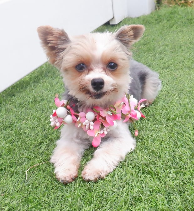 Images Paws 'N Play