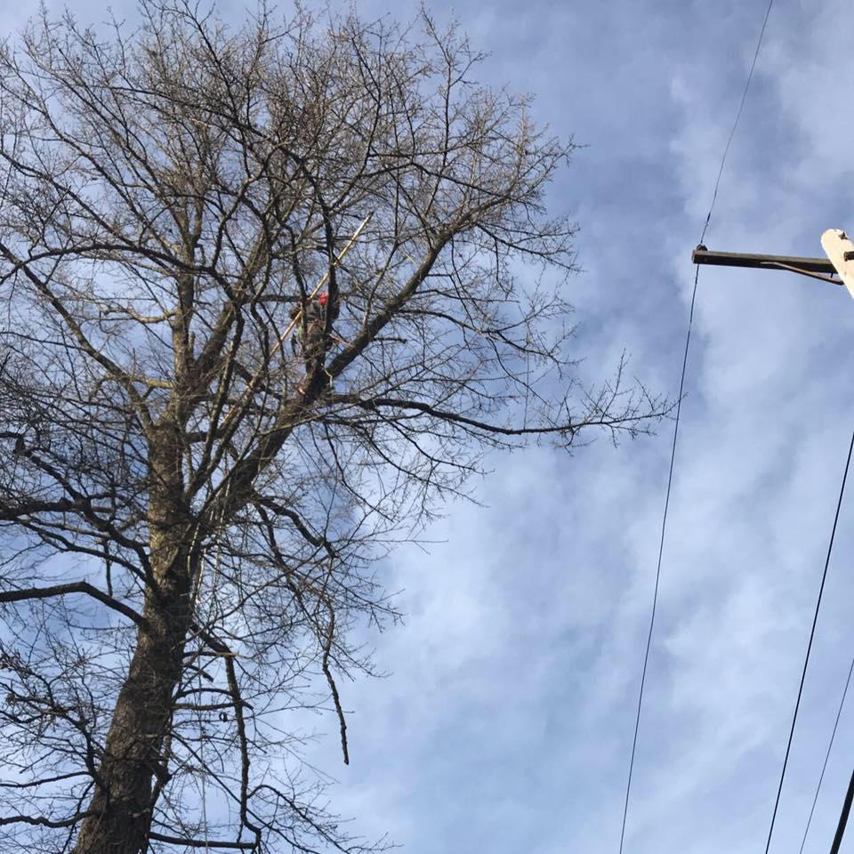 Arbor Elite Tree Service