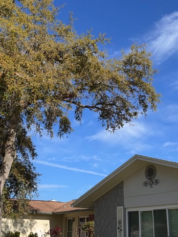 Images Trent's Tree Service The Neighborhood Arborist LLC