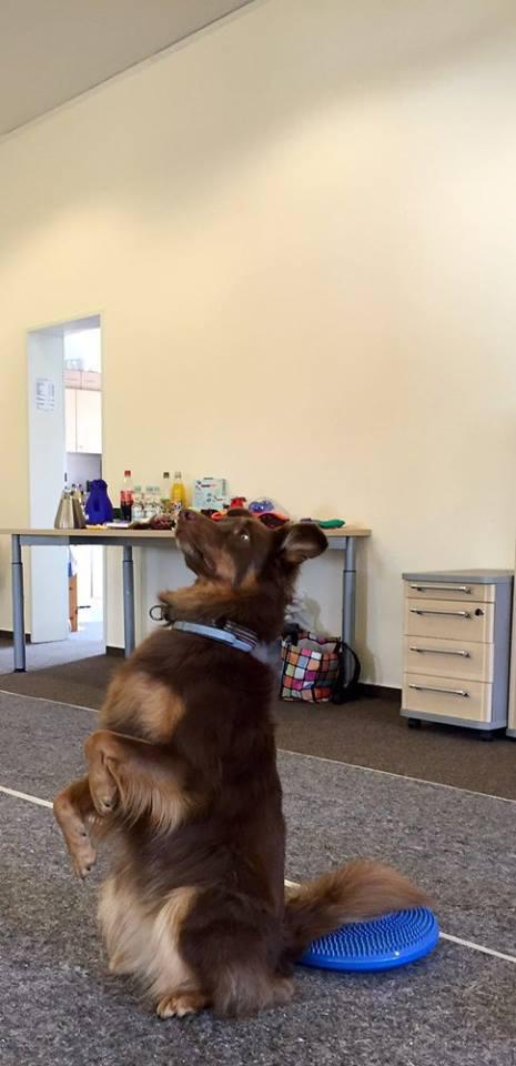 Canis Agilitas Hundephysiotherapie, Führenmoor 3 in Uetze