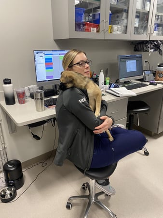 Images Shrewsbury Animal Hospital