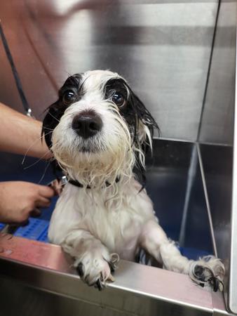 Images Well Groomed Pets McAllen