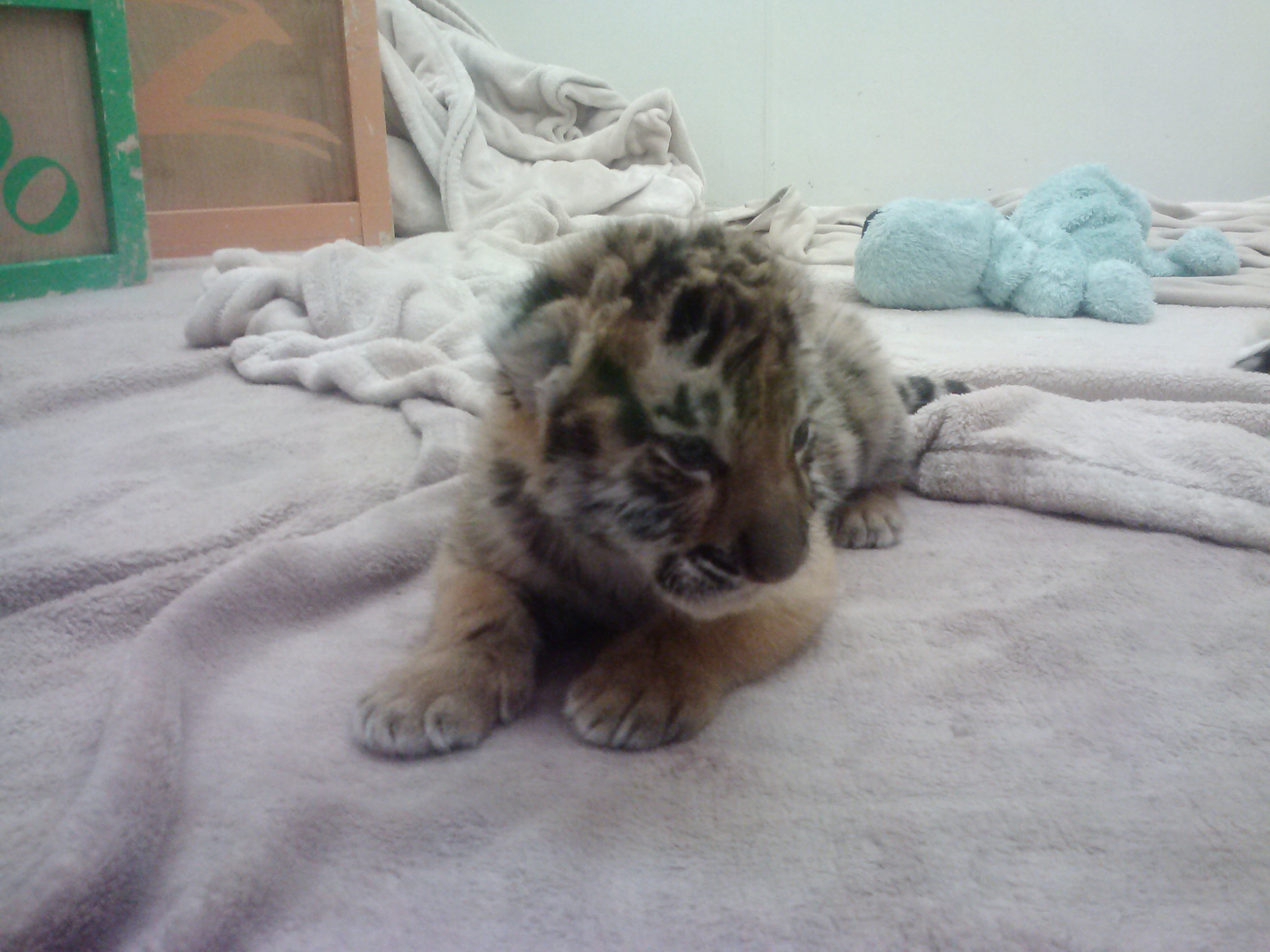 Just to see if you are paying attention,  And baby Tigers are adorable.  Visit the Columbus Zoo.  Ha 