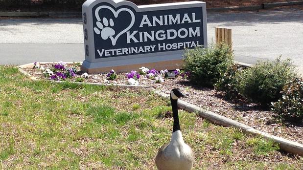 Images Animal Kingdom Veterinary Hospital