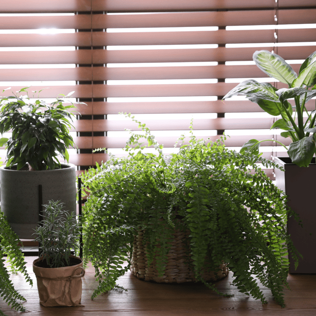 Images MP BLINDS MIAMI