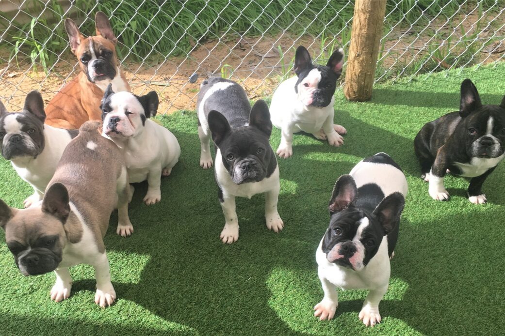 Images Prideland Kennels & Cattery