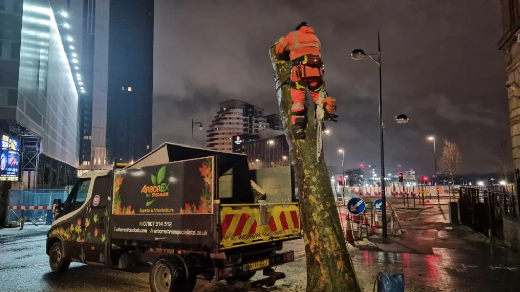 Images Arborex Tree Specialists Ltd