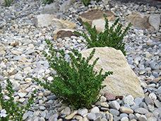 Bruns u. Schild GmbH, Knockerei 5 in Lastrup