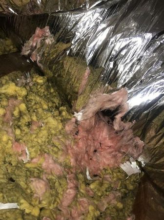 Images Rodent Solution