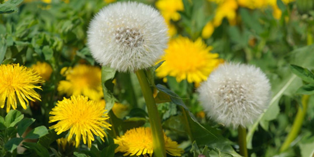 Holey Grounds Lawn Care Photo