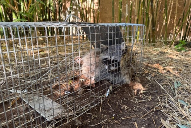 Images Darling Wildlife Services