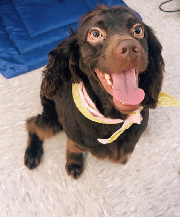 Images Dragonfly Dog Grooming LLC