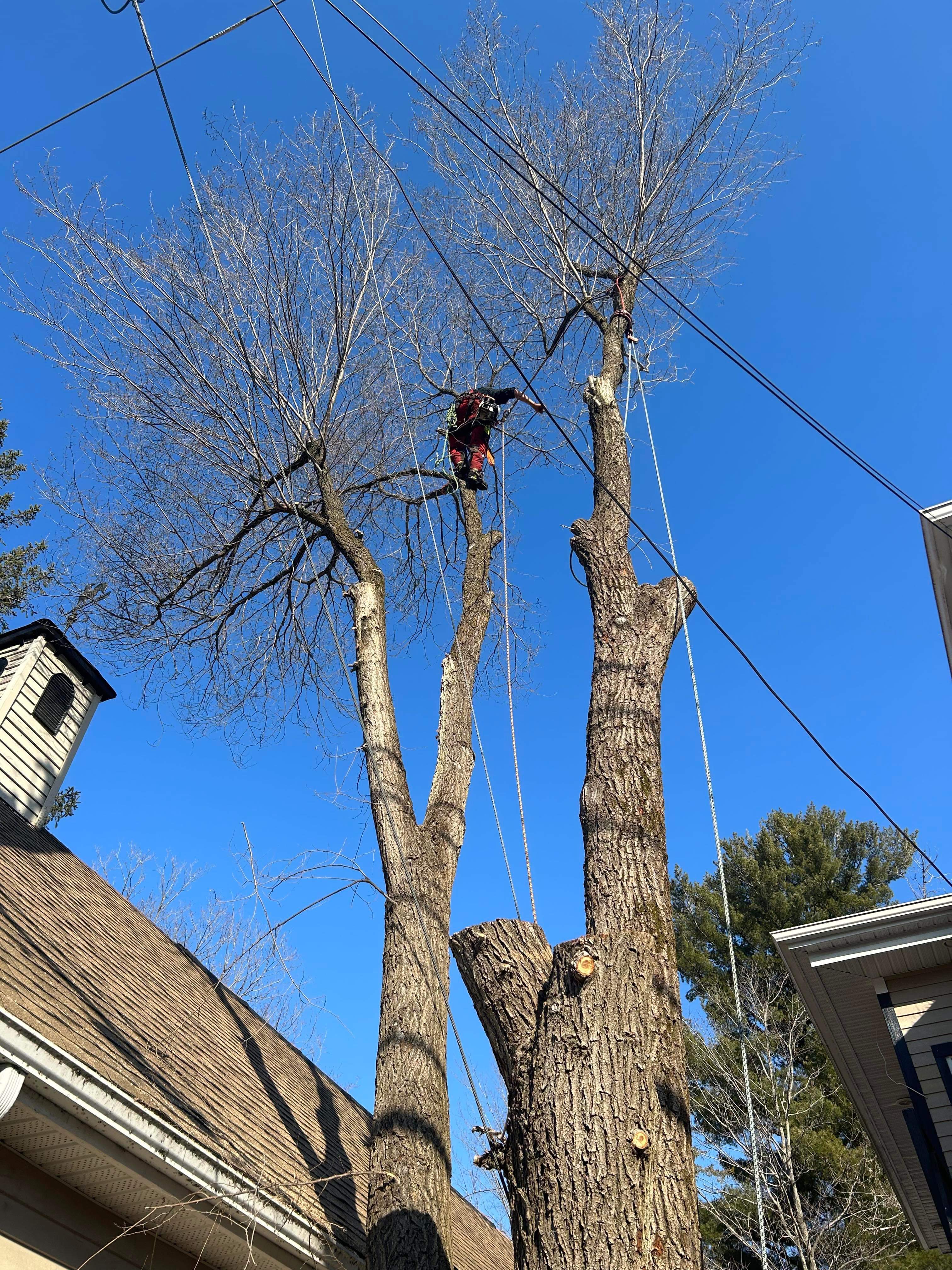 Images Élagage Frère d'Arbres