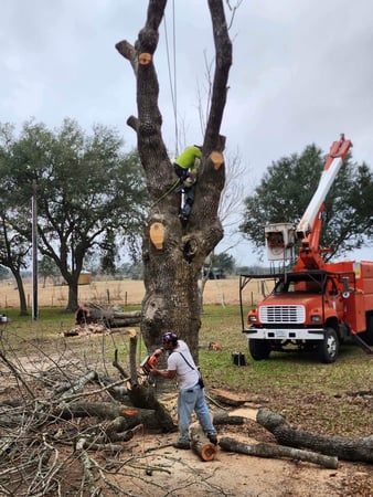Images Terrell's Tree Service