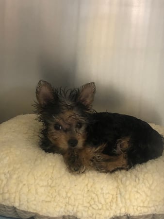 Images Melrose La Brea Animal Hospital