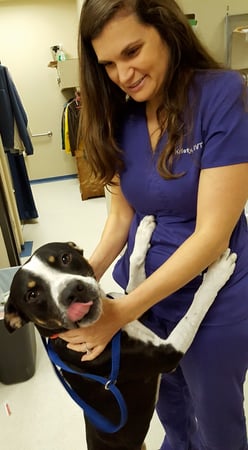 Images Sugar Land Pet Hospital