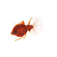 Independent Termite & Pest Control Logo